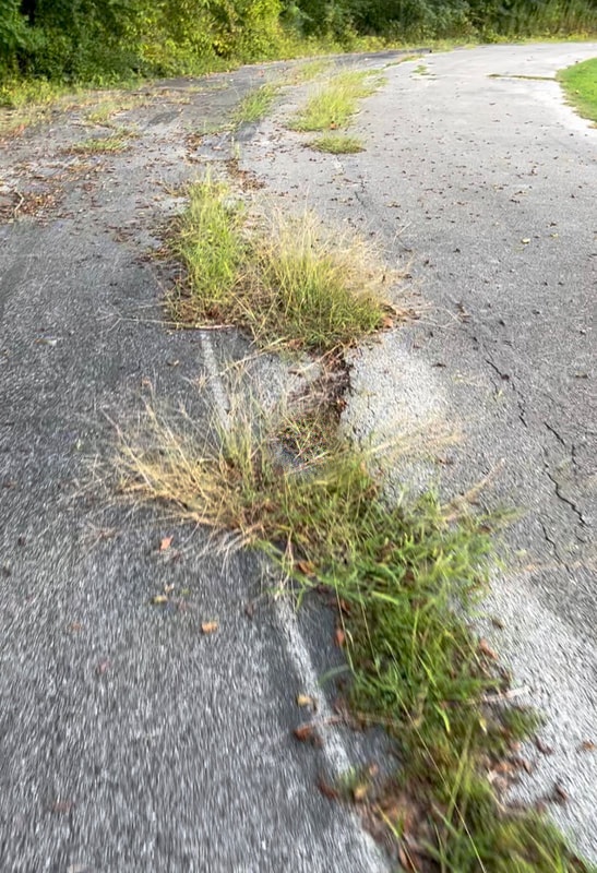 An overgrown, cracked track surface with weeds growing through the lanes